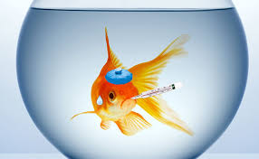 fish bowl without air pump